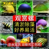 观赏螺淡水鱼缸除藻观赏螺黑金刚杀手螺斑马螺工具螺清洁观赏螺