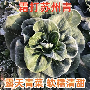 霜打青菜露天苏州青软糯清甜苏北农家自种蔬菜霜降黑菜新鲜油菜