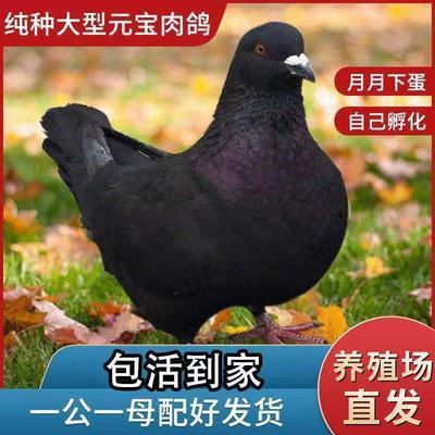 元宝鸽子活一对观赏落地王鸽子一公一母大型活物种鸽繁殖特大肉鸽