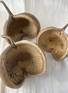 翅苹婆干植物手工diy造景拍摄道具装饰摆饰标本进口干果装饰