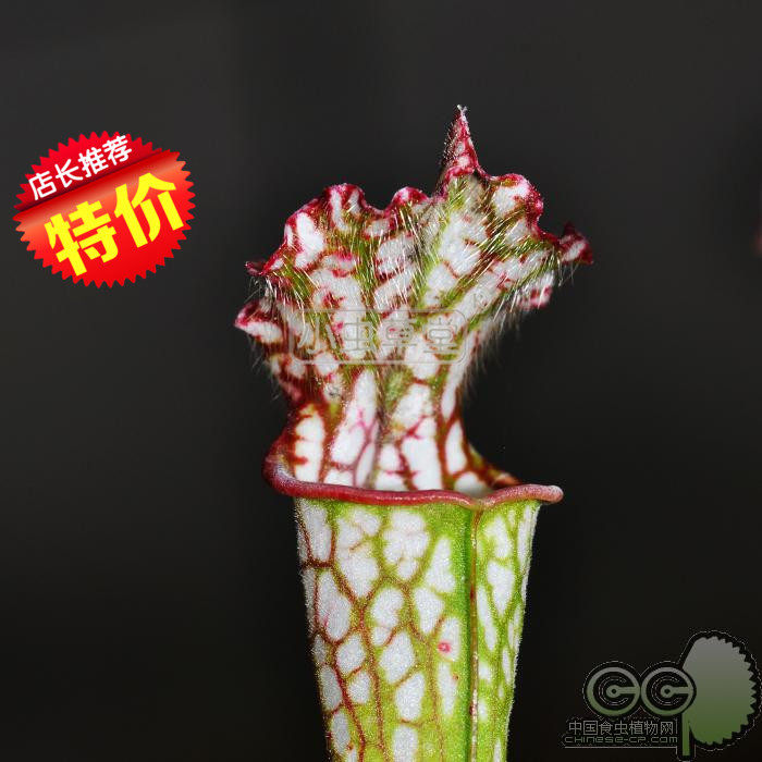 食虫草 白瓶子草 纯种 绿植盆栽 包邮 吃苍蝇蚊子  阳台盆栽