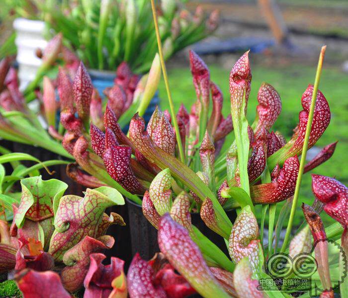 奇花异草盆栽猩红瓶子草鹦鹉嘴食虫草食人花水陆缸造景彩叶植物