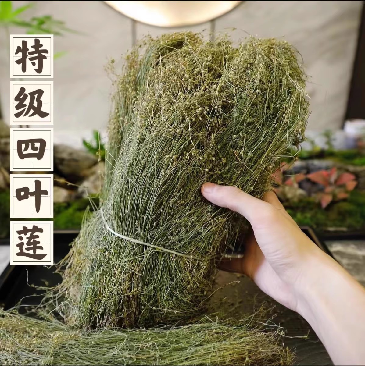 野生四叶莲泡酒中药材干货四叶七红蛇儿天良草蛇舌癀四棱香草500g