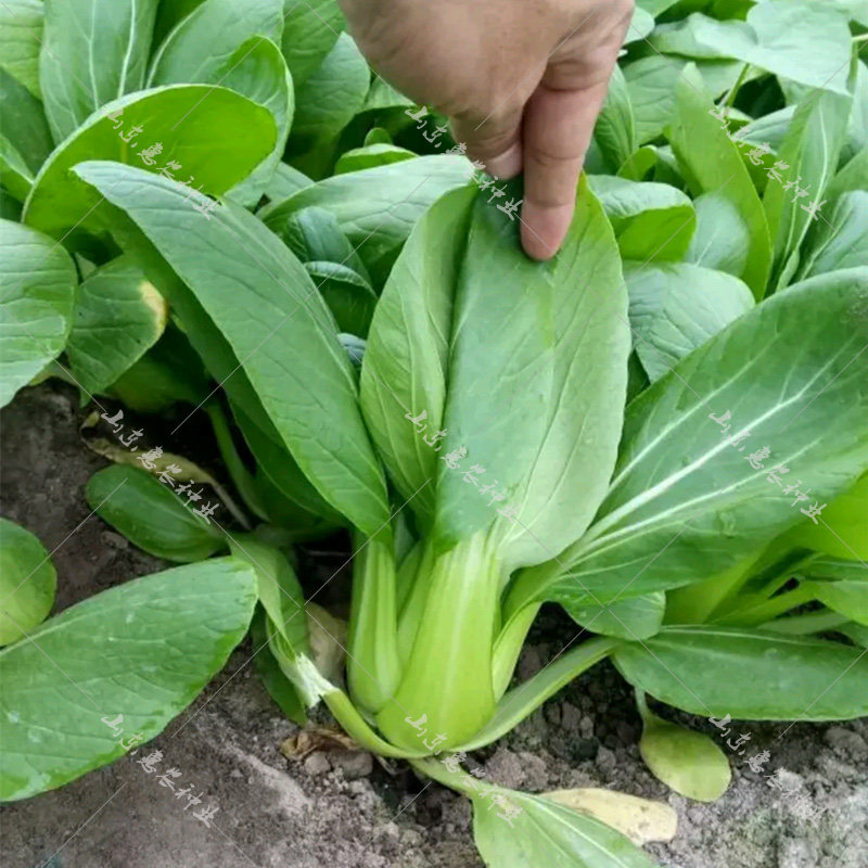 小油菜种籽青梗夏天秋季播种的蔬菜种子上海青菜籽种四季种孑大全