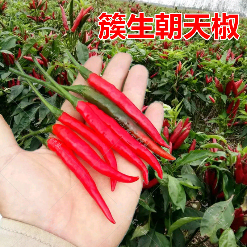 朝天椒种子夏秋季小辣椒籽种指天椒秧苗四季种孑阳台农家蔬菜种籽