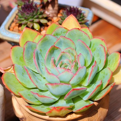 特价晨露超萌肉肉满18.8包邮