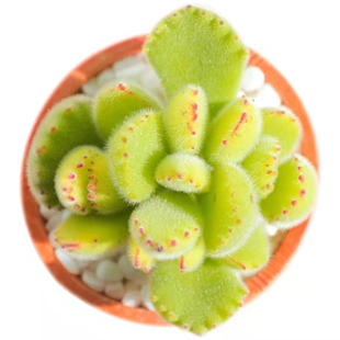 多肉植物熊童子绿熊熊掌易爆盆群生多头超萌肉肉创意盆栽花卉绿植