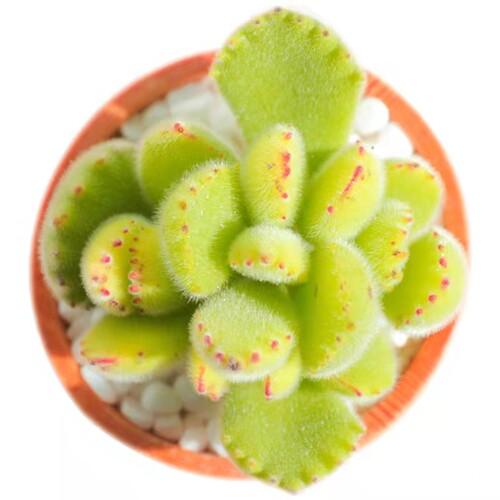 多肉植物熊童子绿熊熊掌易爆盆群生多头超萌肉肉创意盆栽花卉绿植