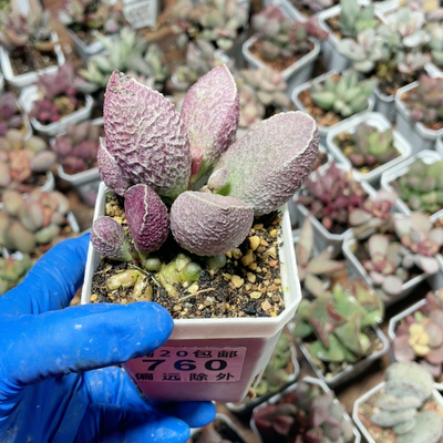 哈莫猪肝水泡易掉叶760