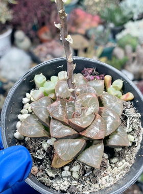 天池克里克特245