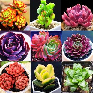 包邮 多肉植物特价 办公盆栽15.8 起清仓 组合盆栽防辐射超值多肉2元