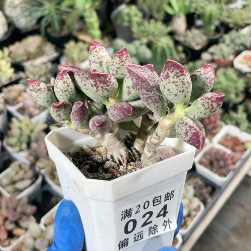 艾薇老桩水泡易掉叶     024