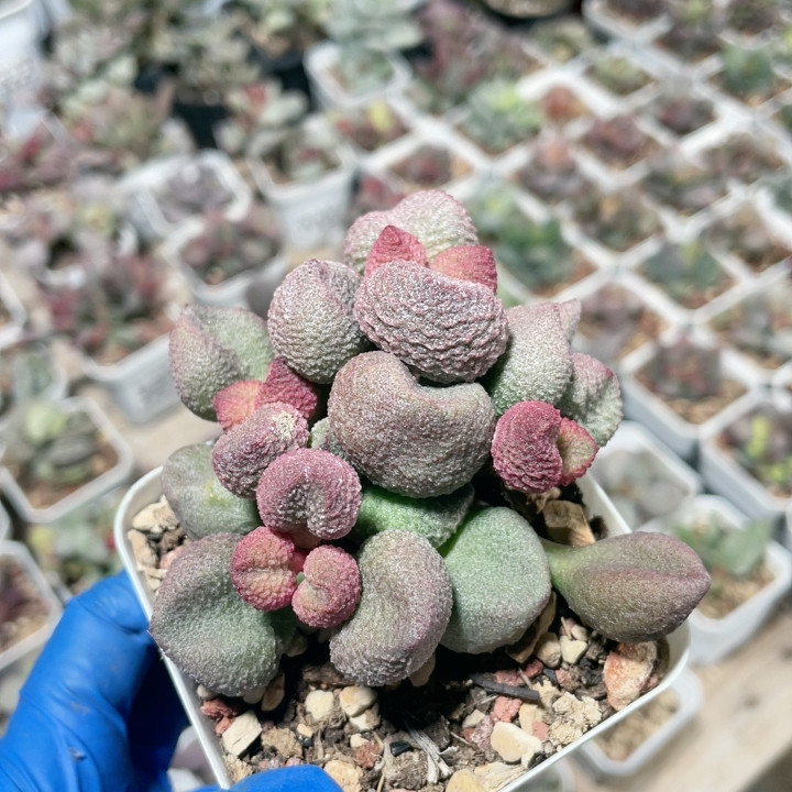 水蜜桃水泡易掉叶937,鲜花速递/花卉仿真/绿植园艺,多肉植物,淘宝优惠券,粉丝福利购,淘宝优惠卷