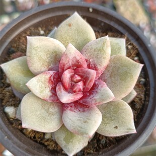 包邮 特价 德国香槟酒红白夜香槟多肉植物组合盆栽绿植花卉室内15.8