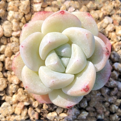 多肉植物特价清仓冰玉客厅盆栽花卉绿植创意肉肉组合防辐射