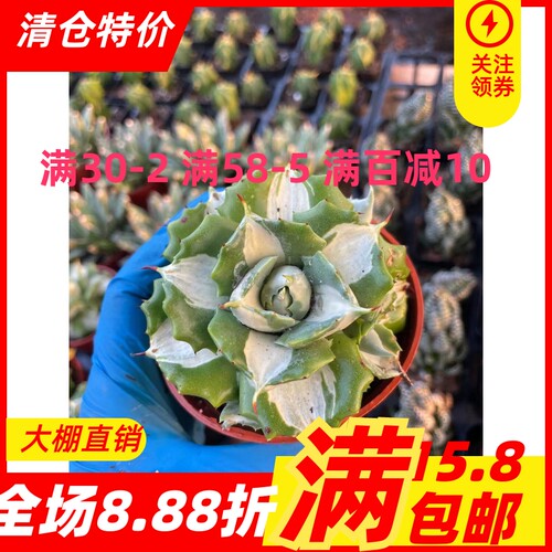 王妃雷神白中斑 稀有变异锦龙舌兰科多肉植物办公室防辐射小盆栽