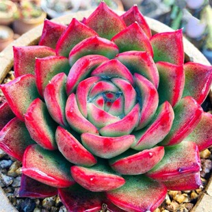 篝火多肉植物韩国进口个性新品阳台庭院萌肉贵华高品质中国红盆栽