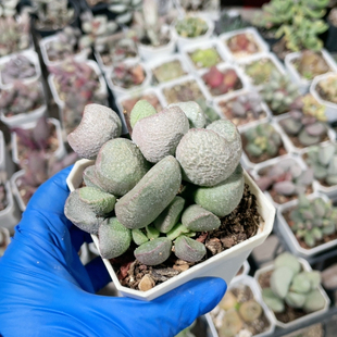 实生水泡易掉叶407