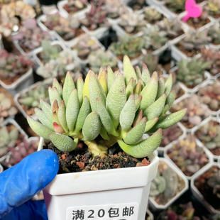 大红嘴水泡易掉叶778