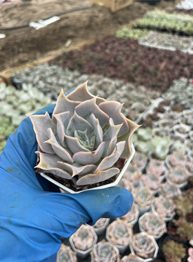 沙漠骆驼皱叶月影紫色包菜状态稀有美观好养便宜