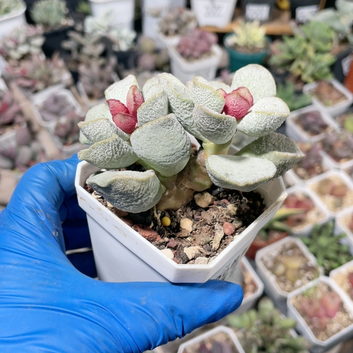 磨砂蛋水泡易掉叶257