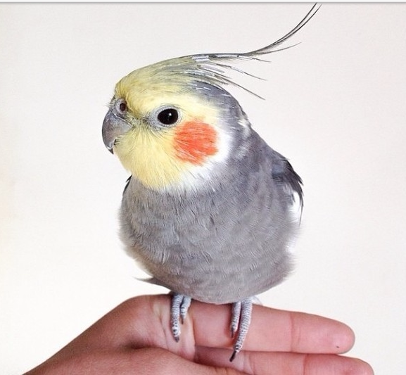 亲人手养玄风活鸟雏鸟虎皮牡丹学说话包活腮红口哨鹦鹉