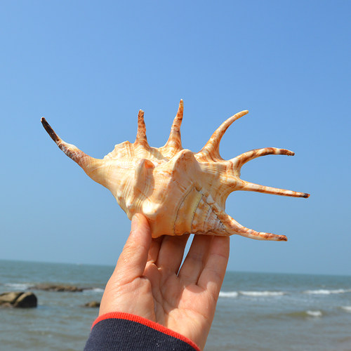 天然贝壳海螺七角螺蜘蛛螺