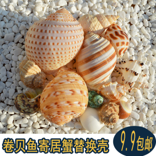 饰 天然海螺贝壳卷贝鱼寄居蟹备用替换专用壳鱼缸造景摆件水族箱装
