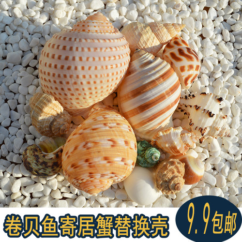 天然海螺贝壳寄居蟹备用替换