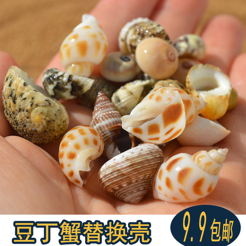 寄居蟹替换壳豆丁天然手工diydiy