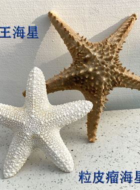天然海星标本拍摄道具婚庆装饰品