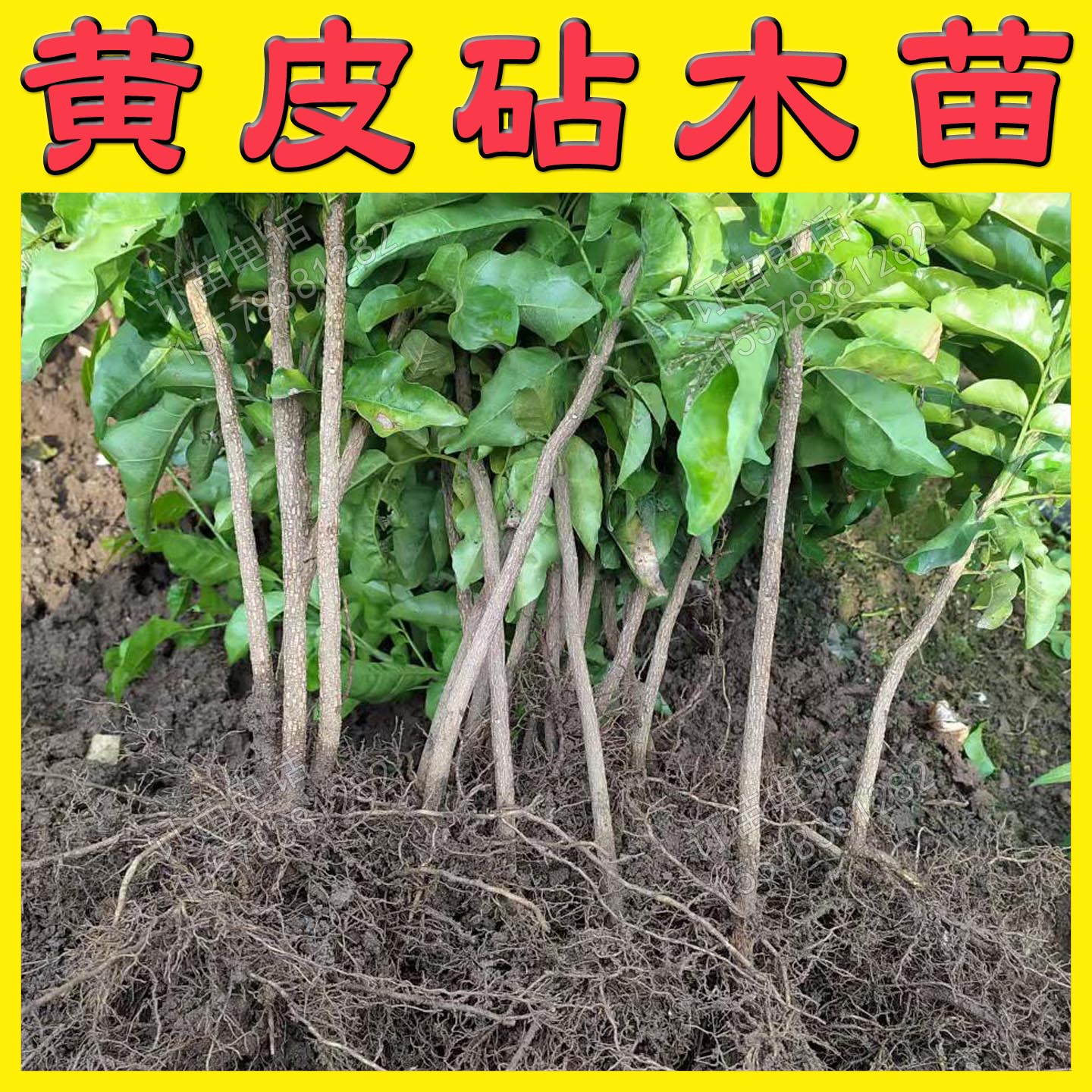 根系好苗木粗壮提供种植技术