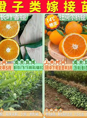 根系好苗木粗壮提供种植技术