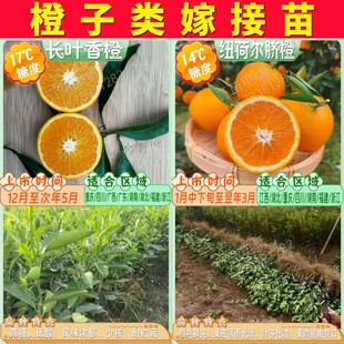 长叶香橙苗纽荷尔脐橙苗爱媛38号树苗血橙冰糖橙树苗夏橙果苗树苗