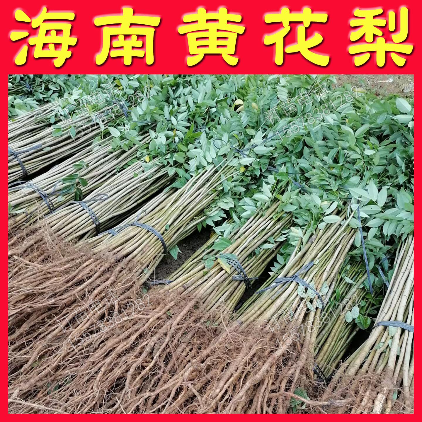 海南黄花梨苗金丝楠木树苗香椿苗碧桃苗红继木苗香椿树小苗椿芽苗