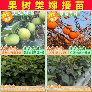 大秋甜柿树苗东魁杨梅苗香水柠檬苗大五星枇杷苗板栗桂花梨树果苗