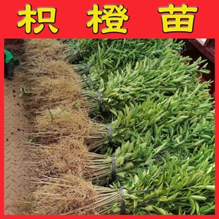 枳橙砧木苗枳橙苗大叶枳壳苗大叶枳壳砧木苗大叶枳壳种子砧木树苗