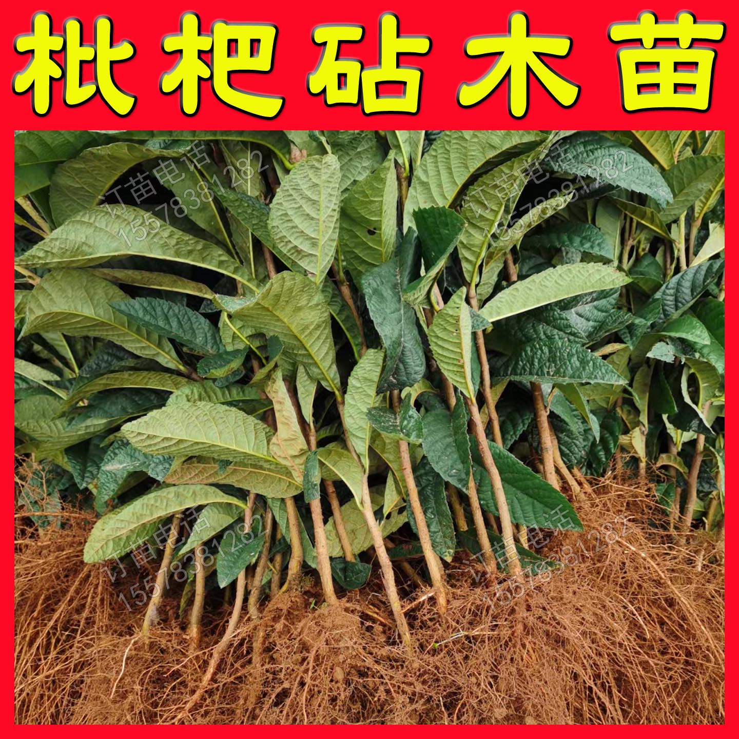 根系好苗木粗壮提供种植技术