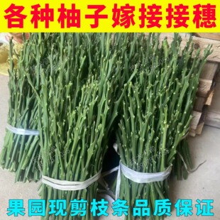 各种柚子嫁接穗泰国红宝石青柚沙田柚三红柚子树果树嫁接枝条接穗