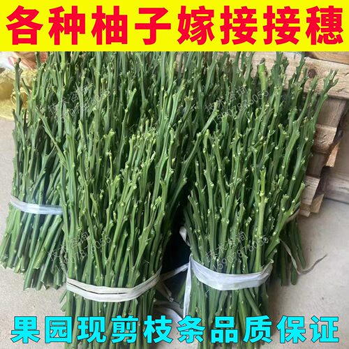 现剪现发品种保证提供嫁接技术