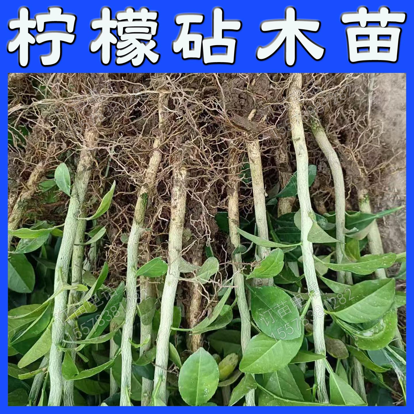 根系好苗木粗壮提供种植技术