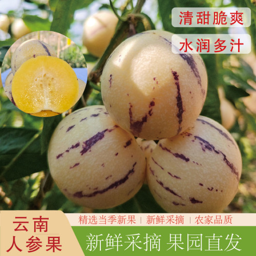 云南低糖人参果现摘发货坏果包赔