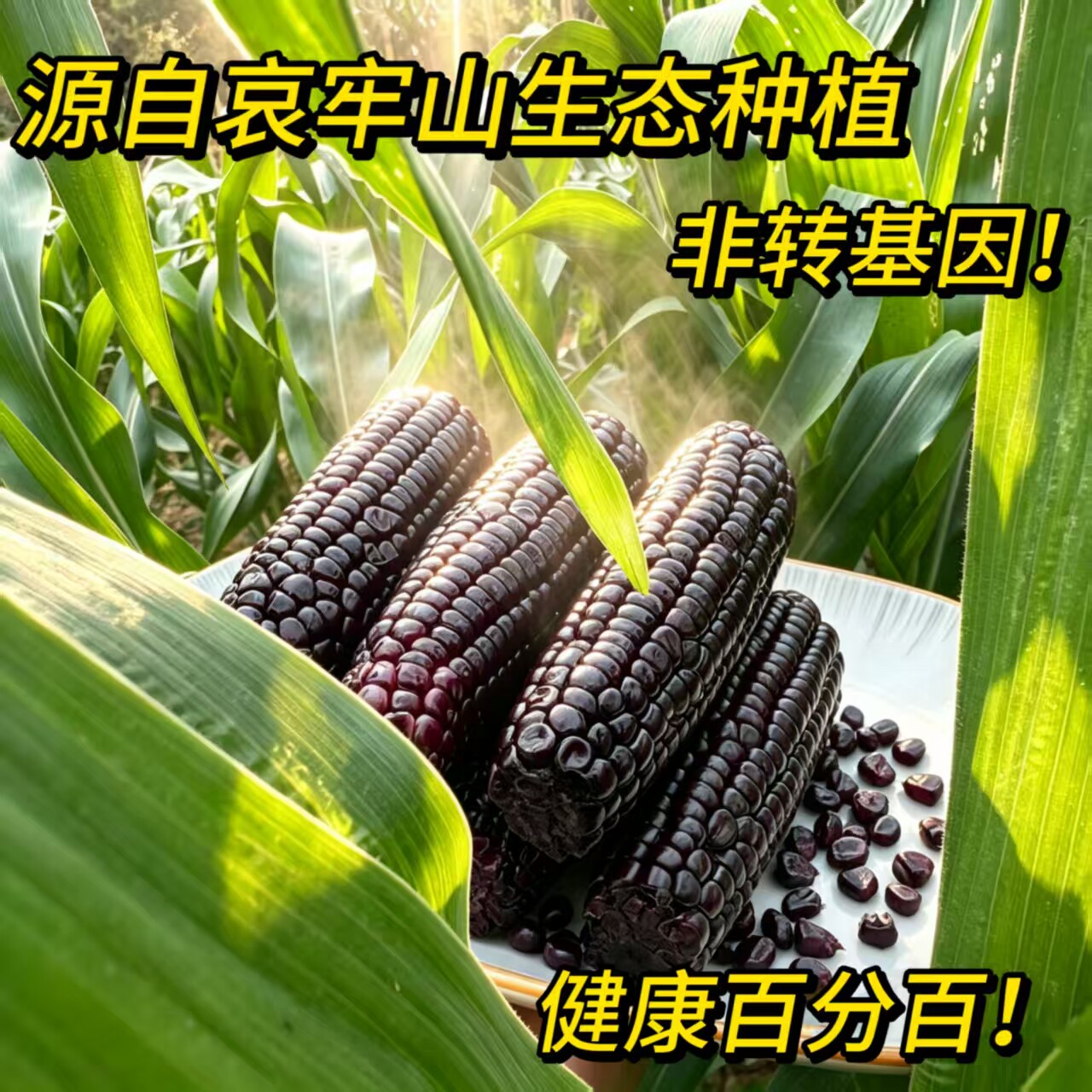 云南哀牢山紫甜糯玉米新鲜现摘发货软糯香甜花青素黏香宝宝喜欢吃