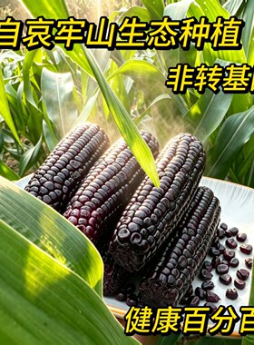 云南哀牢山紫甜糯玉米现摘香甜