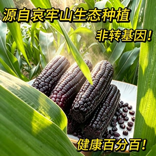 云南哀牢山紫甜糯玉米新鲜现摘发货软糯香甜花青素黏香宝宝喜欢吃