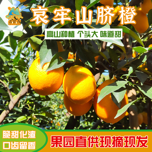 云南哀牢山深山纽荷尔脐橙现摘发货高山柑橘桔5斤甜橙子多汁孕妇