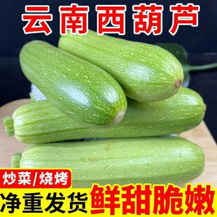 新鲜西葫芦本地蔬菜脆嫩可口适合清炒5斤新鲜现摘哀牢山蔬菜