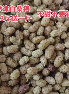 新鲜夏津白玉桑葚甜桑葚