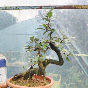 胡颓子老桩  胡颓子老桩盆景  胡颓子苗 原盆原土发货