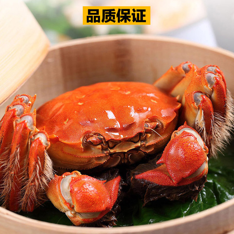 活蟹大闸蟹鲜活大蟹即将上市大闸蟹